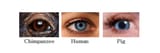 eyes