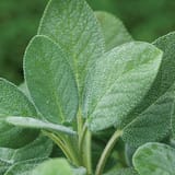PlantVariety