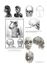 1582743183374 Cromagnon Aurignacian Kostenki14 Crombe Capelle WHG Popovo EHG skulls plate drawings