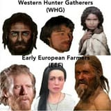 1748697893079 WHG vs EEF phenotypes comparison plate
