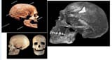 1578237306889 three Cromagnon skulls side profile plate