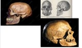 1578234951943 Cromagnons Oberkassel WHG skulls plate