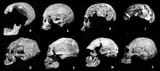1578269925554 skulls plate side profile