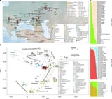 41586_2024_8531_Fig1_HTML Lazaridis 2024 PIE steppe Yamnaya admixture PCA map