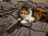 dis my M1911