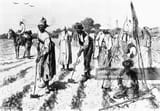 slaves working in a field as the overseer watches