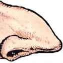 Nose 2