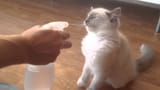 missioncats-dot-net