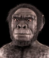 250px-Homo_habilis_-_forensic_facial_reconstruction