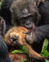 chimp eating monjey