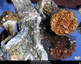 psilocybe_cubensis_dried__i2005e1172_disp
