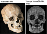 villabruna 1 whg yamnaya skull shape