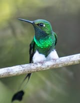 photography by.anthony-lujan.white-booted-racket-tail
