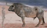 aurochs