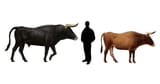 e15ade7738b11cd238_Aurochs_liferestoration
