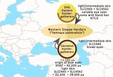 Yamnaya_pastoralists,_main_genetic_ancestry