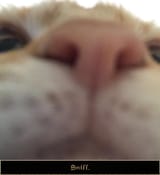 sniff