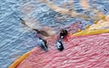 plant-based-news-taiji-japan-dolphin-hunt