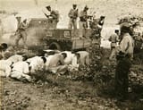 Execution_of_South_Korean_political_prisoners_by_the_South_Korean_military_and_police_at_Daejeon,_South_Korea,_over_several_days_in_July_1950
