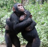 chimpanzee-orphans-hug-it-out-jane-goodall-institute-2604334010