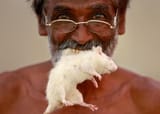 pajeet hindu rat eater