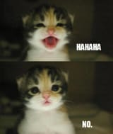 no says the kitty