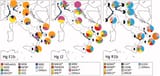 italy-y-dna