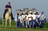 even the horse is white