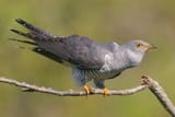Cuckoo-2-jpg
