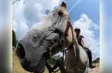 horse