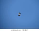 number-5-balloon-floating-away-260nw-496933084