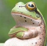 frog