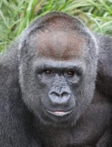 Kweli