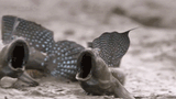 Mudskipper soyjak