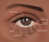 Eye labeled