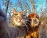 catdogselfie