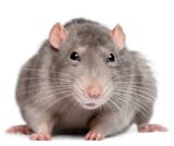 rat