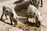 image_2025-07-16_115201701