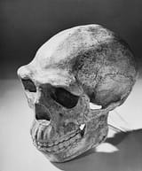 skull-Homo-erectus-specimens-Peking-man-Zhoukoudian[1]