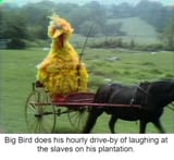 big bird slaveowner