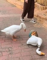 goose298308471