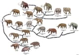 Elephant_Digivelution