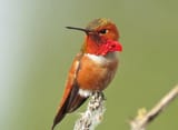 15 - Mr Rufous 2-crp_0