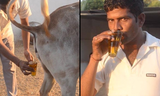 cow urine