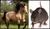 Horse-Rat