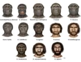evolution