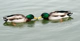 Males_Anas_platyrhynchos_2
