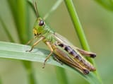 grasshopper