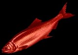 red_herring