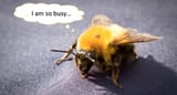 busy-bee